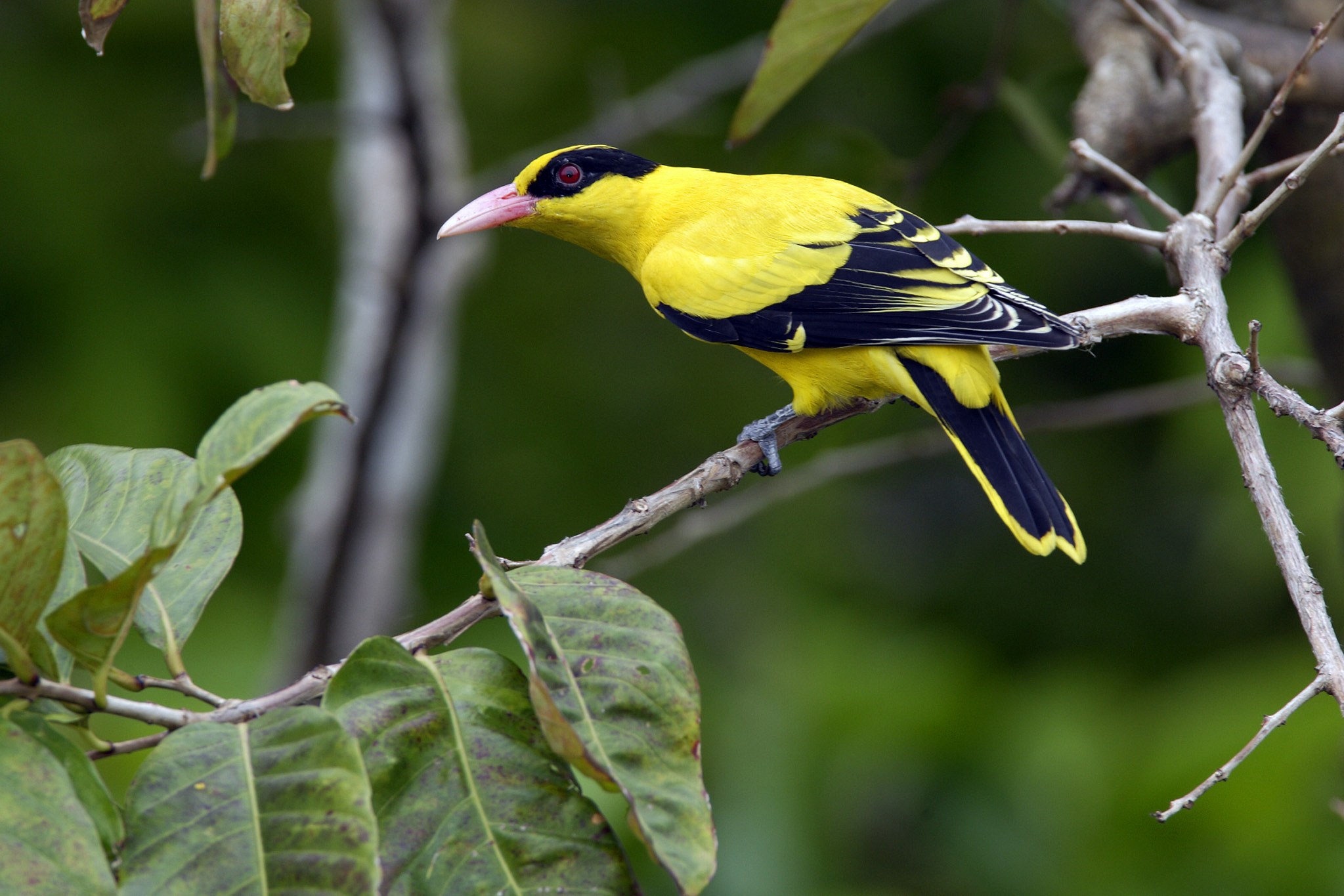 In Pictures: 10 Most Common Birds In Singapore | The Straits Times