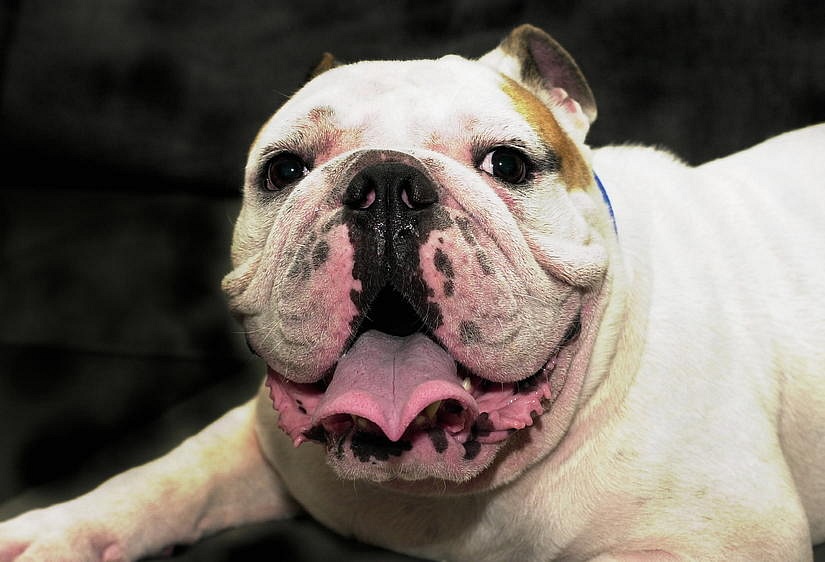 Getting a 'flat-faced' dog? Think again, advise British vets | The ...