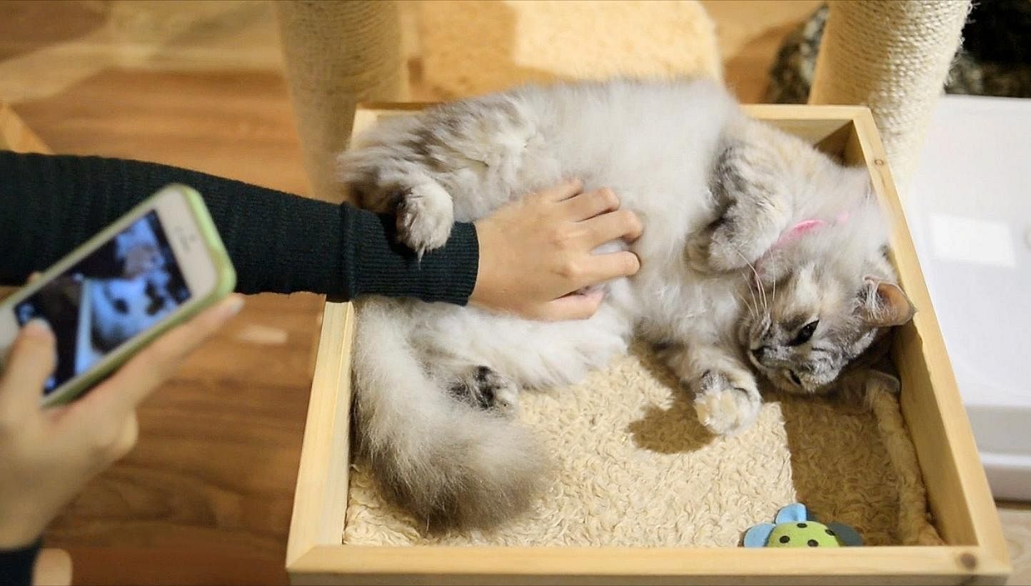 The first cat cafe in Singapore opened on Christmas Day, 2013. Called Cat Cafe Neko no Niwa&nbsp;and located in Boat Quay, it has 13 cats, each once abandoned, unloved and malnourished.&nbsp;-- PHOTO: SCREENGRAB FROM VIDEO