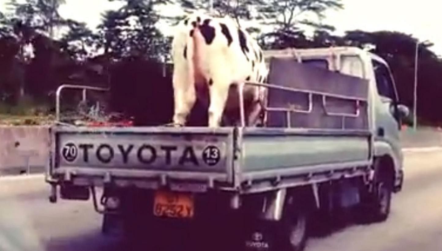 The year of the horse may be round the corner but it is a video of a cow and a calf being ferried on the back of a lorry in Singapore that has caught the attention of netizens. -- PHOTO: SCREENGRAB OF FACEBOOK VIDEO