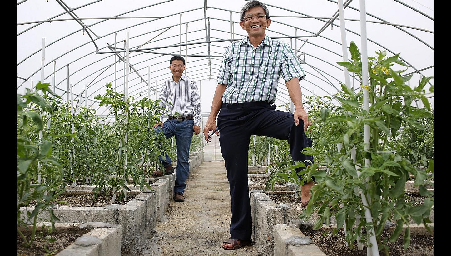 Mr Ang (right) was sold the organic dream by his partner, Mr Zhang Aimin (left), a former Chinese national who became a Singaporean 15 years ago. Their
 5ha farm in Lim Chu Kang now produces about 100kg of vegetables a day, distributed to about 10 or
