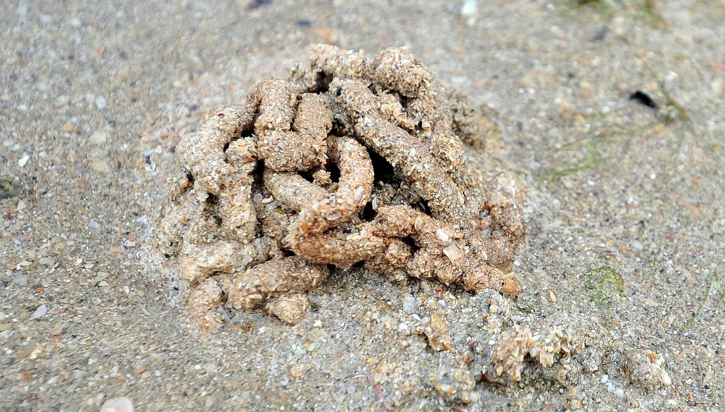 A heap of worm poop from a wandering sea worm, which can grow up to 1m long and can be as thick as its excrement. -- ST PHOTO: STEFFI KOH