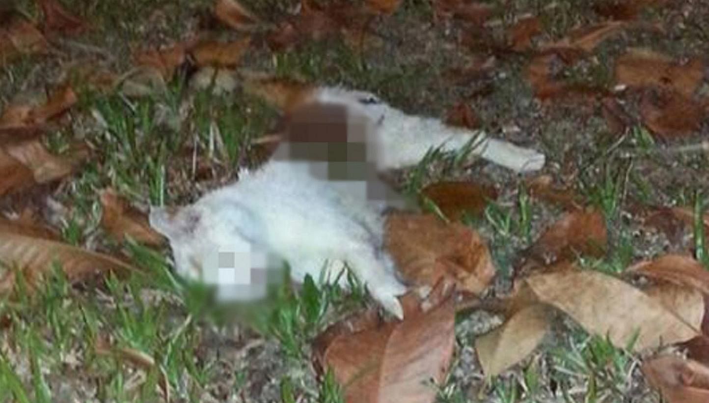 Pictures of a white cat that had been chopped in half have been circulating on the Internet. -- PHOTO: STOMP