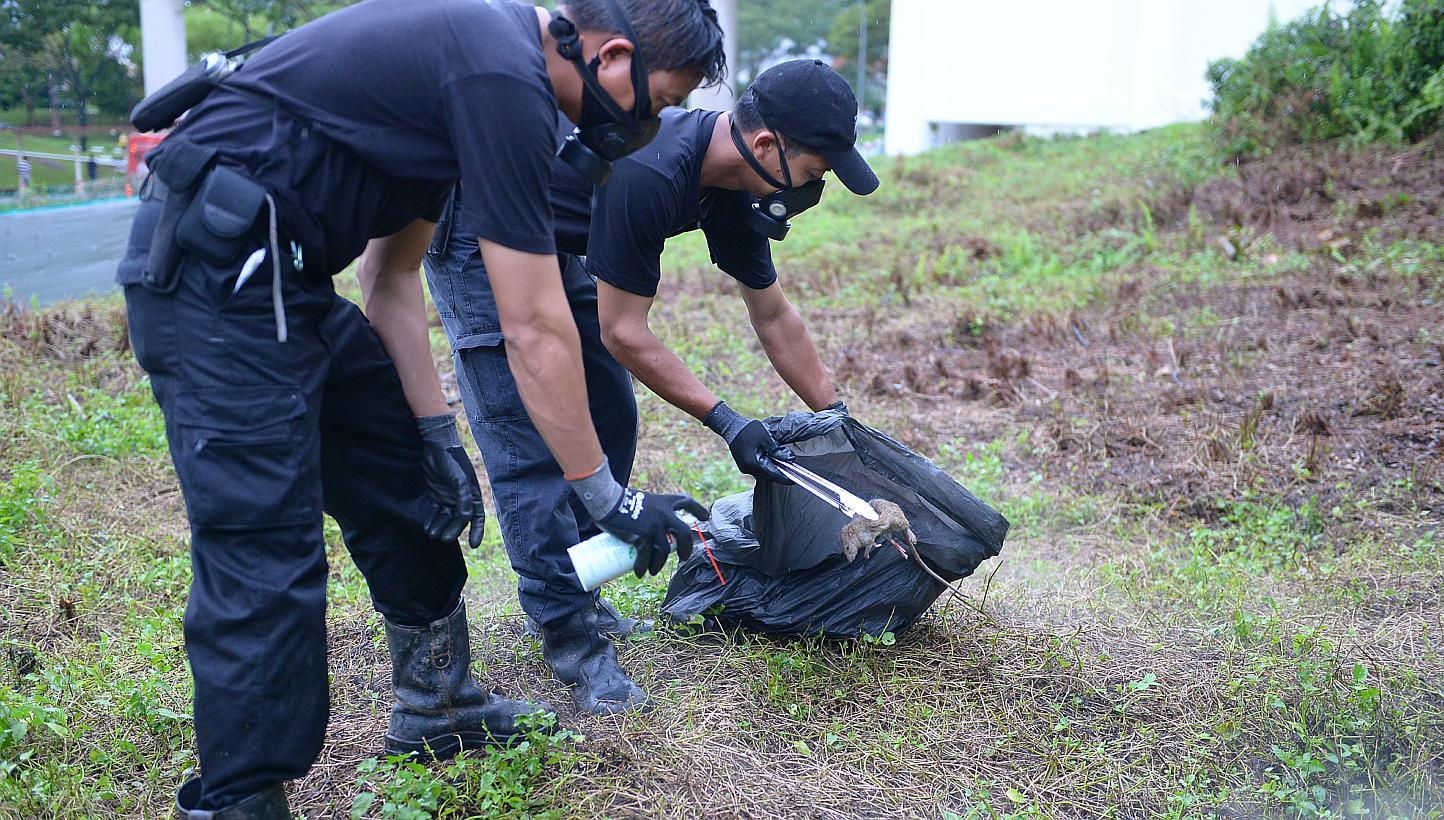 Pest controllers removing a rat carcass near Bukit Batok MRT station last month. Pest busters attacked rat nests and burrows, then monitored the area to ensure survivors did not get away.