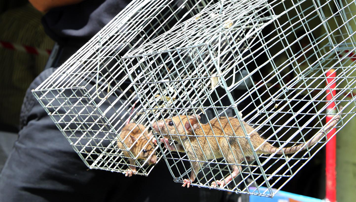 Pest busters are also warning that the apparent explosion in the rat population could lead to diseases spreading and even fires in older buildings if the rodents gnaw on power cables. -- PHOTO: NP FILE