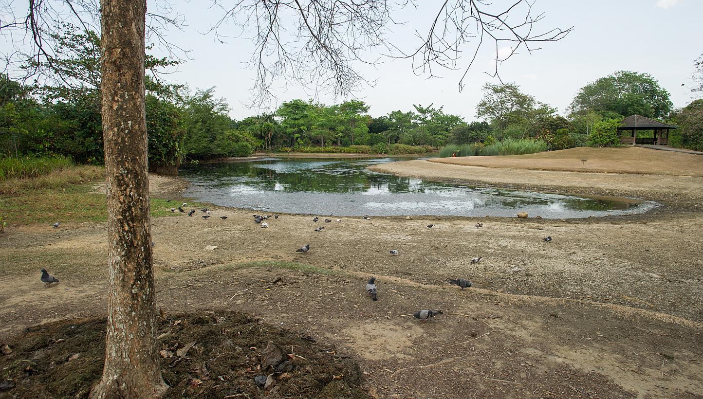 The Eco lake at the Singapore Botanic Gardens drying up last year due to the prolonged dry spell. With rainfall expected to be low this month and next, the nation may have to resort to water rationing. -- PHOTO: ST FILE