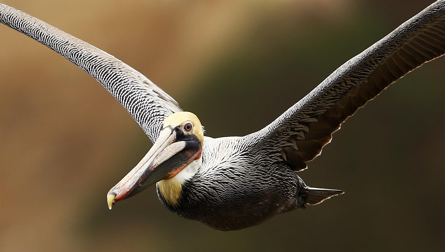 A brown pelican gliding along the shoreline in La Jolla, California, on Jan 20, 2015. Officials in Florida say someone has been attacking the state's pelicans, slashing the pouches of the oversized birds, which often die as a result.-- PHOTO: REUTERS