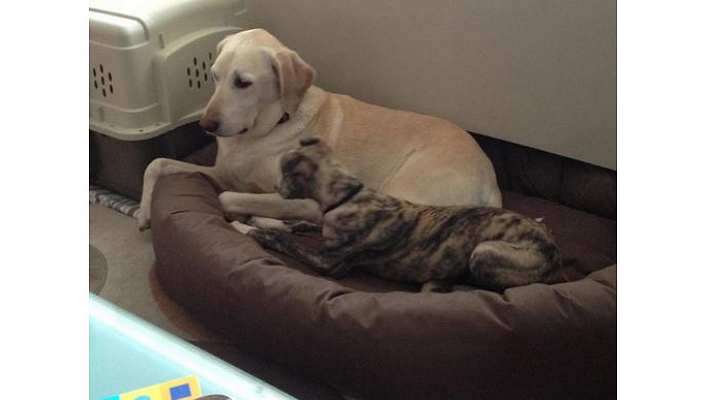 Dog owner in New York reunited with lost puppy just before snowstorm ...
