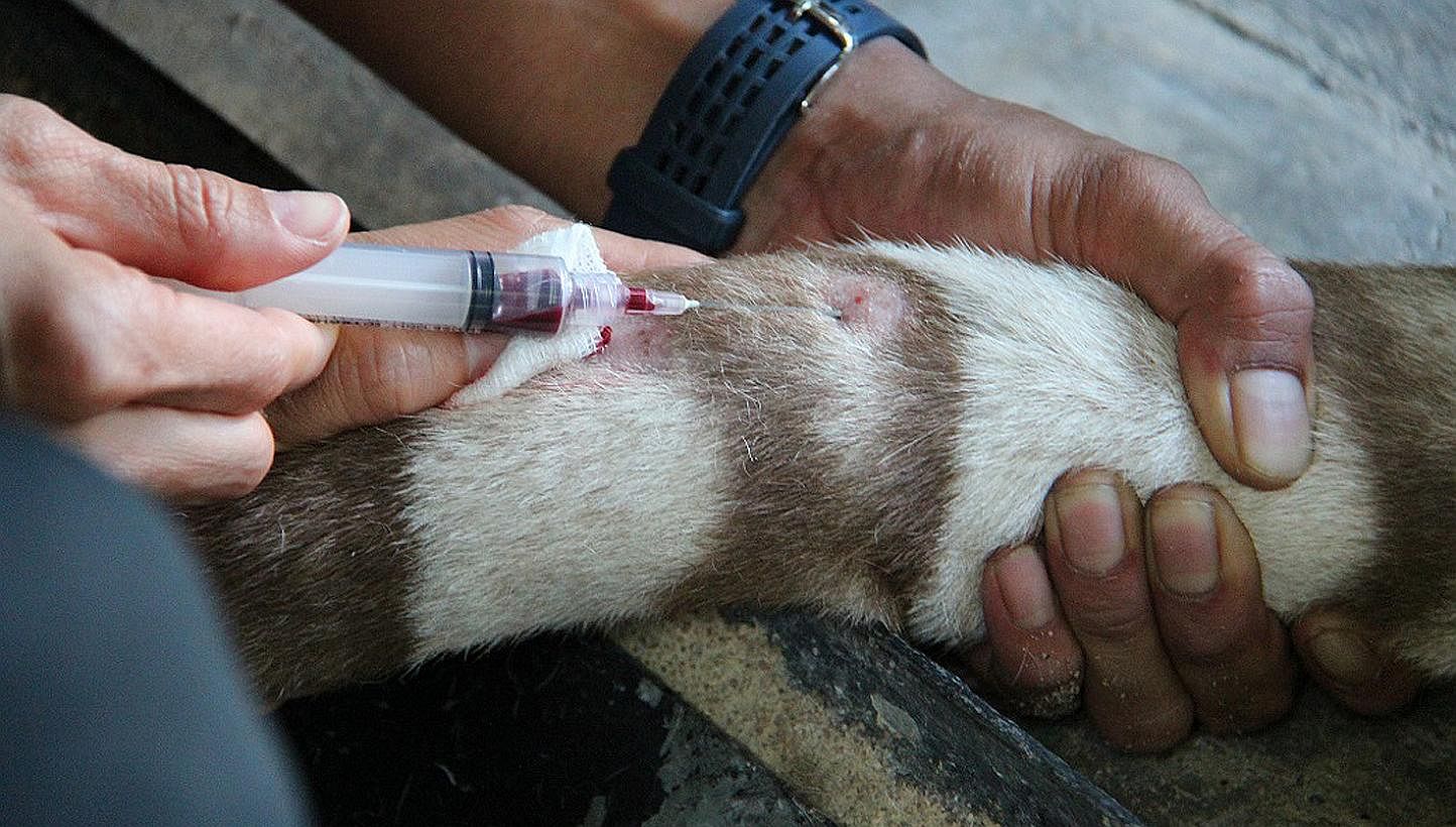 Blood being drawn from Omar. -- PHOTO: WILDLIFE RESERVES SINGAPORE