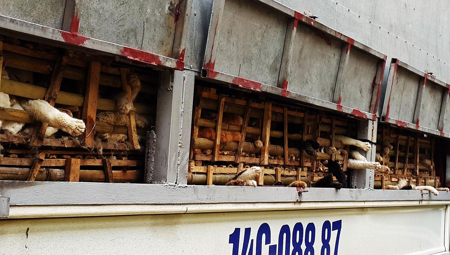 This picture taken on Jan 27, 2015, shows seized cages of live cats transported in a truck in Hanoi. -- PHOTO: AFP