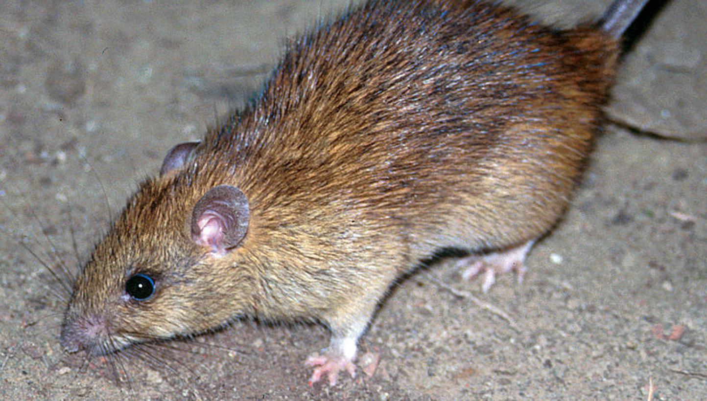 Black rat, a common rodent found in Singapore. To outsmart rats, pest controllers are arming themselves not just with glue boards and traps, but also a range of equipment such as motion sensors and infrared technology. -- PHOTO: WIKIMEDIA COMMONS