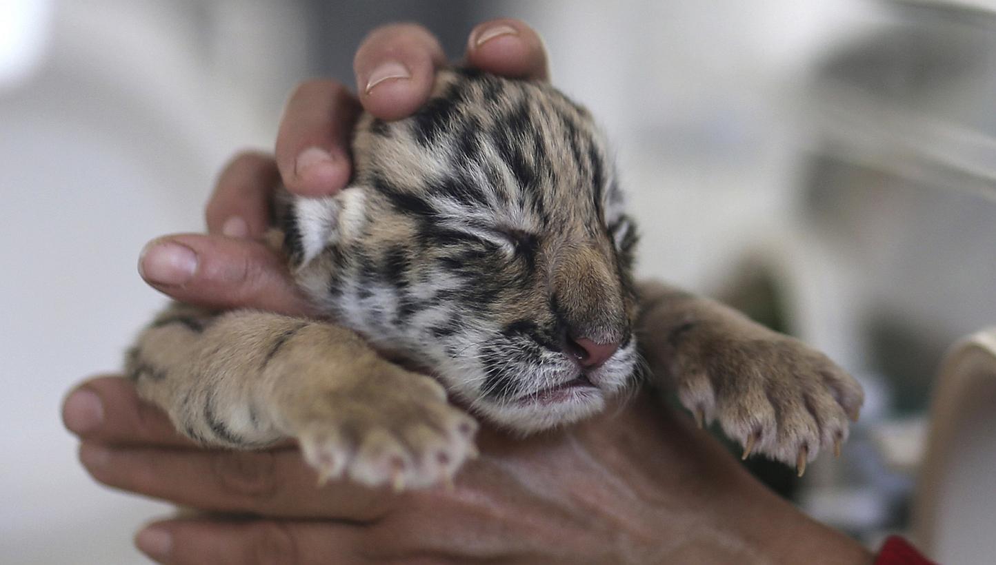 Conservationists must try to reduce the demand for tiger parts in China as part of a campaign to save the big cats, wildlife experts warned at an anti-poaching conference in Kathmandu. -- PHOTO: REUTERS