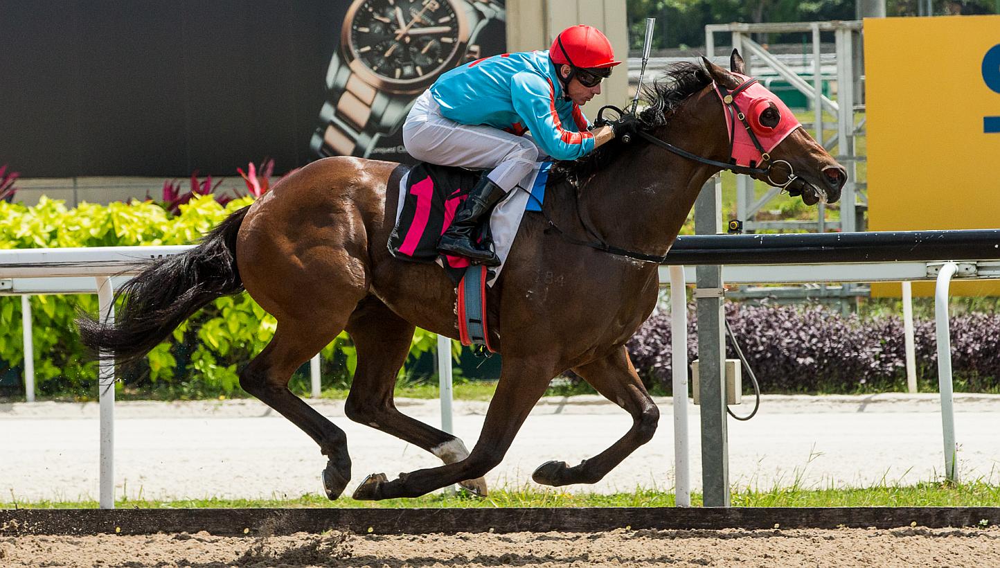 The CECF Singapore Cup will be run over 1,800m at the Singapore Turf Club's Kranji Racecourse and is organised by the China Horse Club (CHC). -- PHOTO: SINGAPORE TURF CLUB 