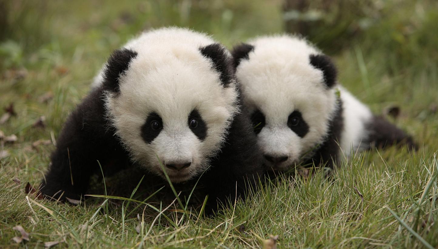 Giant panda twins Maozhu and Maosun play at the Giant Panda Research Base in Chengdu, Sichuan province on Nov 20, 2014. An outbreak of canine distemper has claimed the lives of four pandas, regarded as national treasures in China, in the space o