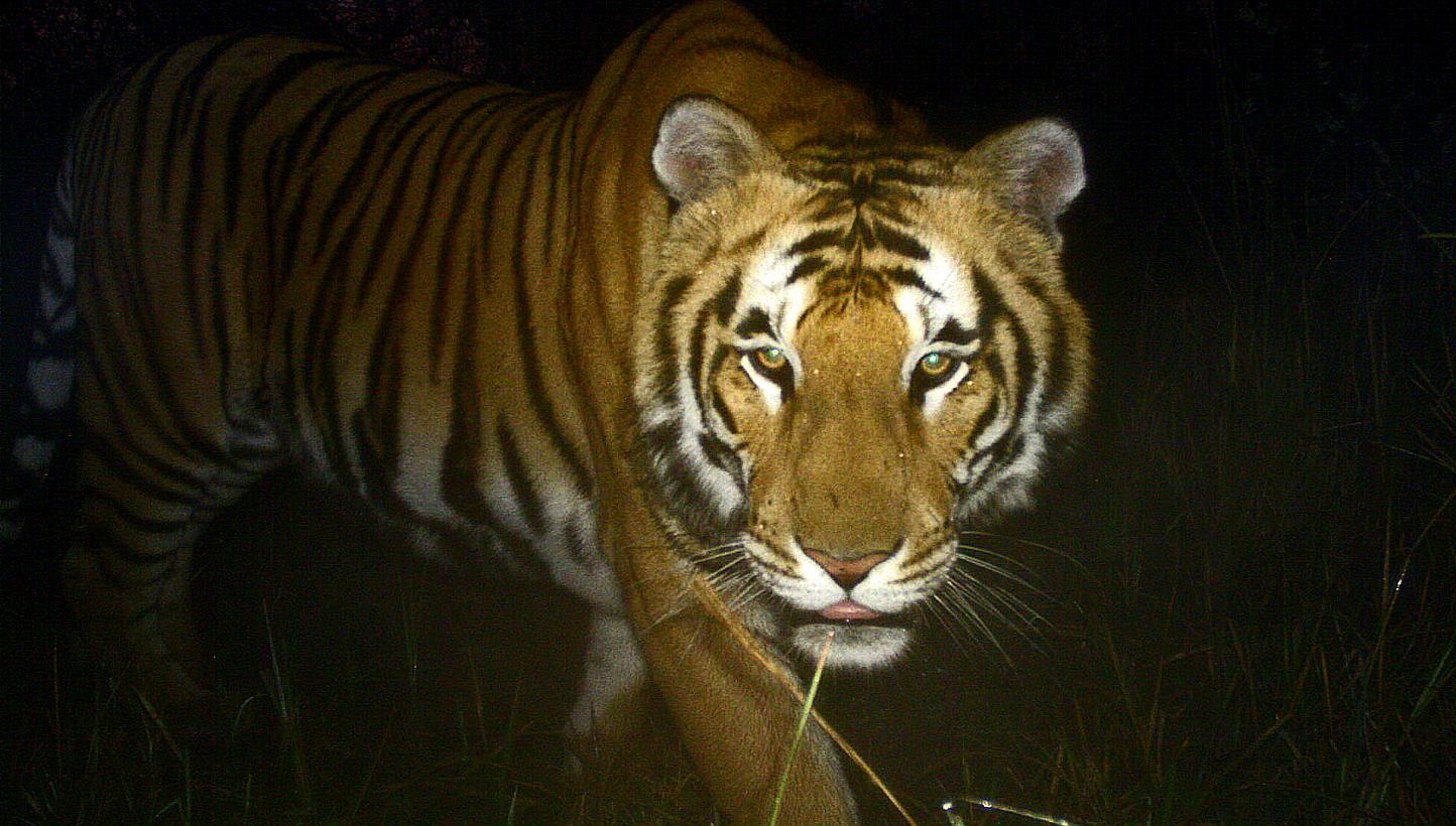 In this handout photograph received from the Department of National Parks and Wildlife Conservation on July 29, 2013 and taken on March 1, 2013, a Royal Bengal tiger walks in Bardiya National Park in southern Nepal. Thirteen countries which are home 