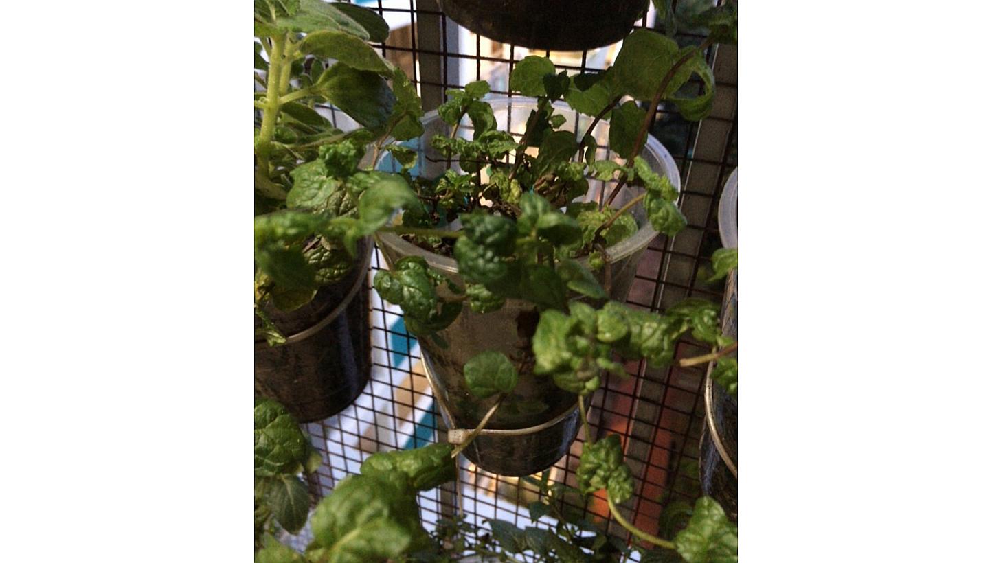Mint grown in fitness trainer Balan Gopal's urban garden. -- PHOTO: BALAN GOPAL