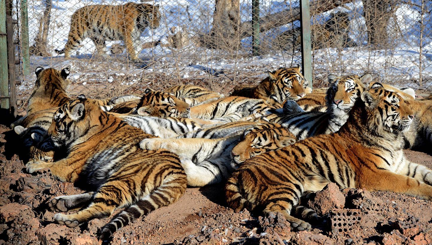 This file picture taken on Jan 6, 2014, shows Siberian tigers resting at the Siberian Tiger Park in Harbin, northeast China's Heilongjiang province. Campaigners say such "entertainment" in China is putting big cats further in the jaws of extinction.&