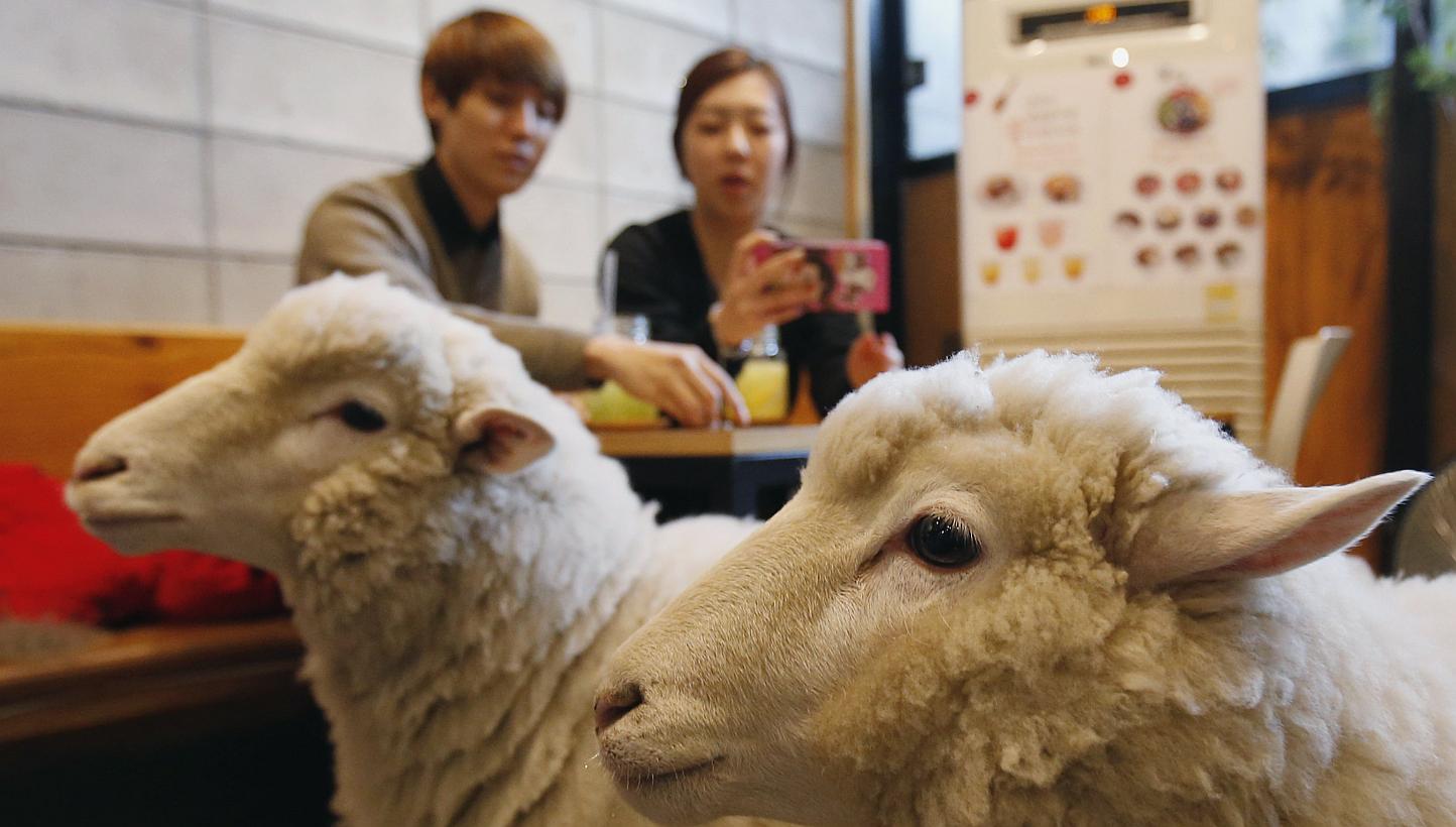 A woman takes photographs of sheep at a sheep cafe in Seoul on Feb 6, 2015. The coming Chinese lunar new year has stirred a debate over which zodiac creature - sheep or goat - is the correct one. -- PHOTO: REUTERS&nbsp;