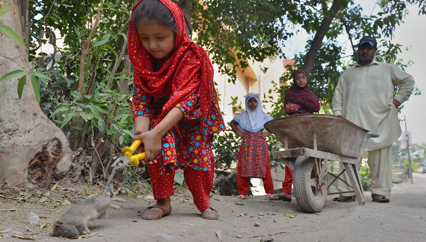 A file photo shows Pakistani resident Naseer Ahmad (right) watching his daughter (left) as she collects dead rats in a residential area of Peshawar. Armed with a hoe, wheelbarrow and plastic gloves and accompanied by his three young daughters, 40-som
