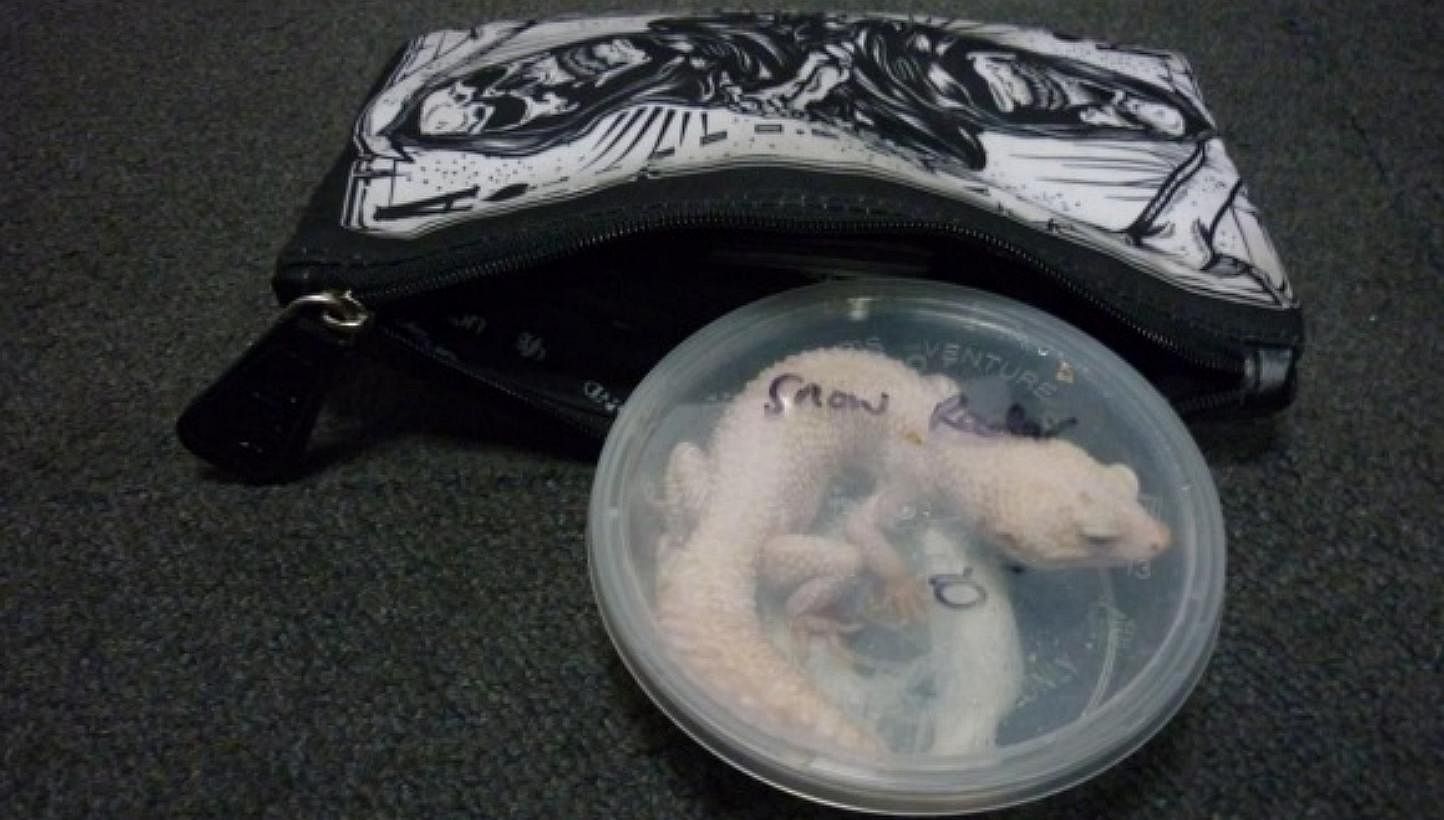 The leopard gecko was placed in a plastic transparent container, which the&nbsp;offender kept in a pouch. -- PHOTO: ICA