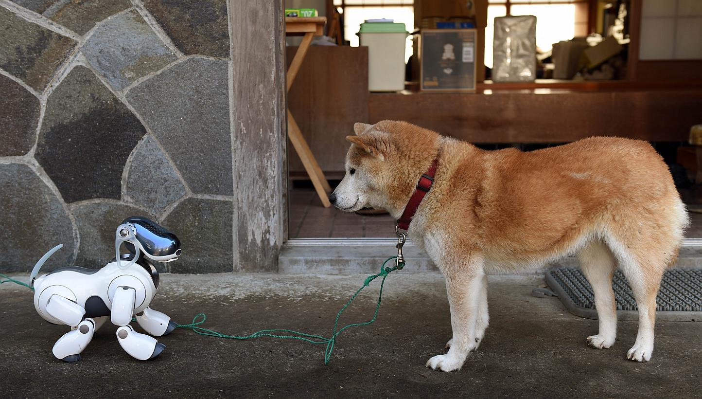 "Kuma," the Shiba Inu (right) looks at AIBO playing after the funeral for 19 Sony's pet robot AIBOs at the Kofuku-ji temple in Isumi, Chiba prefecture on Jan 26, 2015. Sony rolled out the first-generation AIBO in June 1999, with the initial batch of