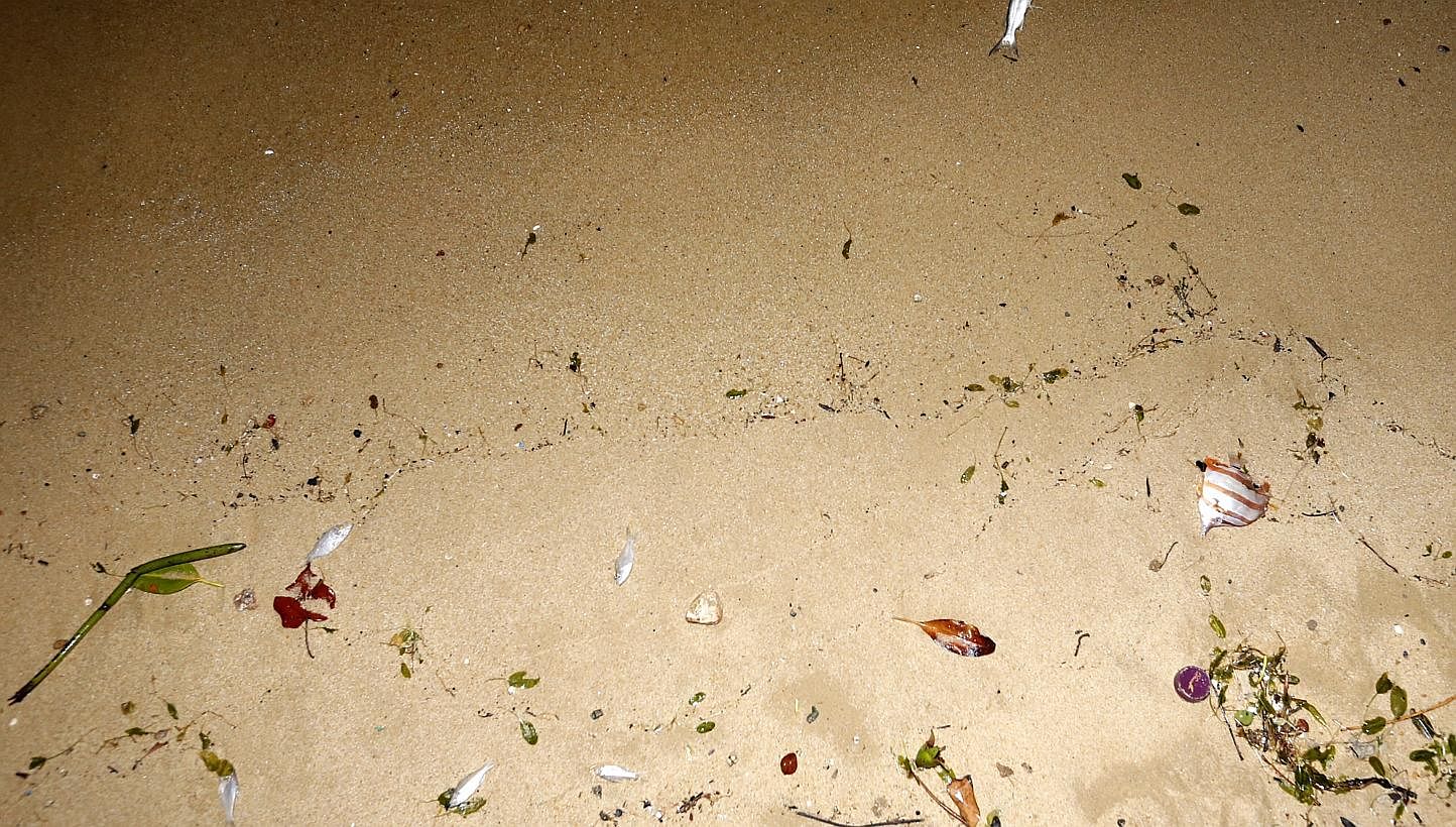 The dead fish, believed to have come from the wild, washed ashore along Pasir Ris beach.&nbsp;-- ST PHOTO: KEVIN LIM