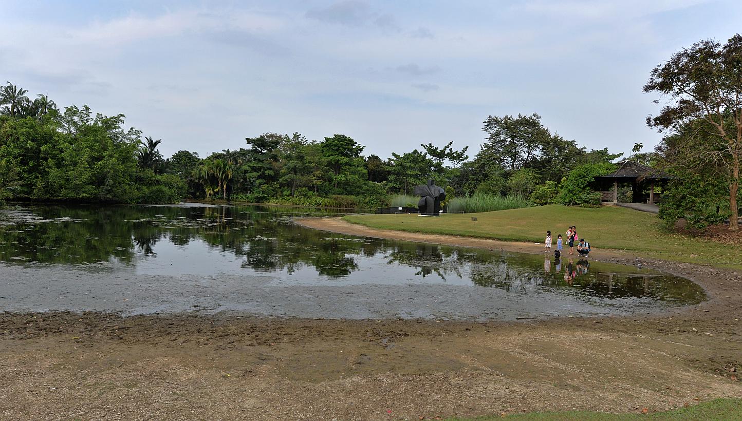 A family watching ducks in the Eco Lake in Botanic Gardens on Feb 24, 2015. The unusually dry weather since the start of the year is expected to continue for another two weeks at least. -- PHOTO: CAROLINE CHIA 