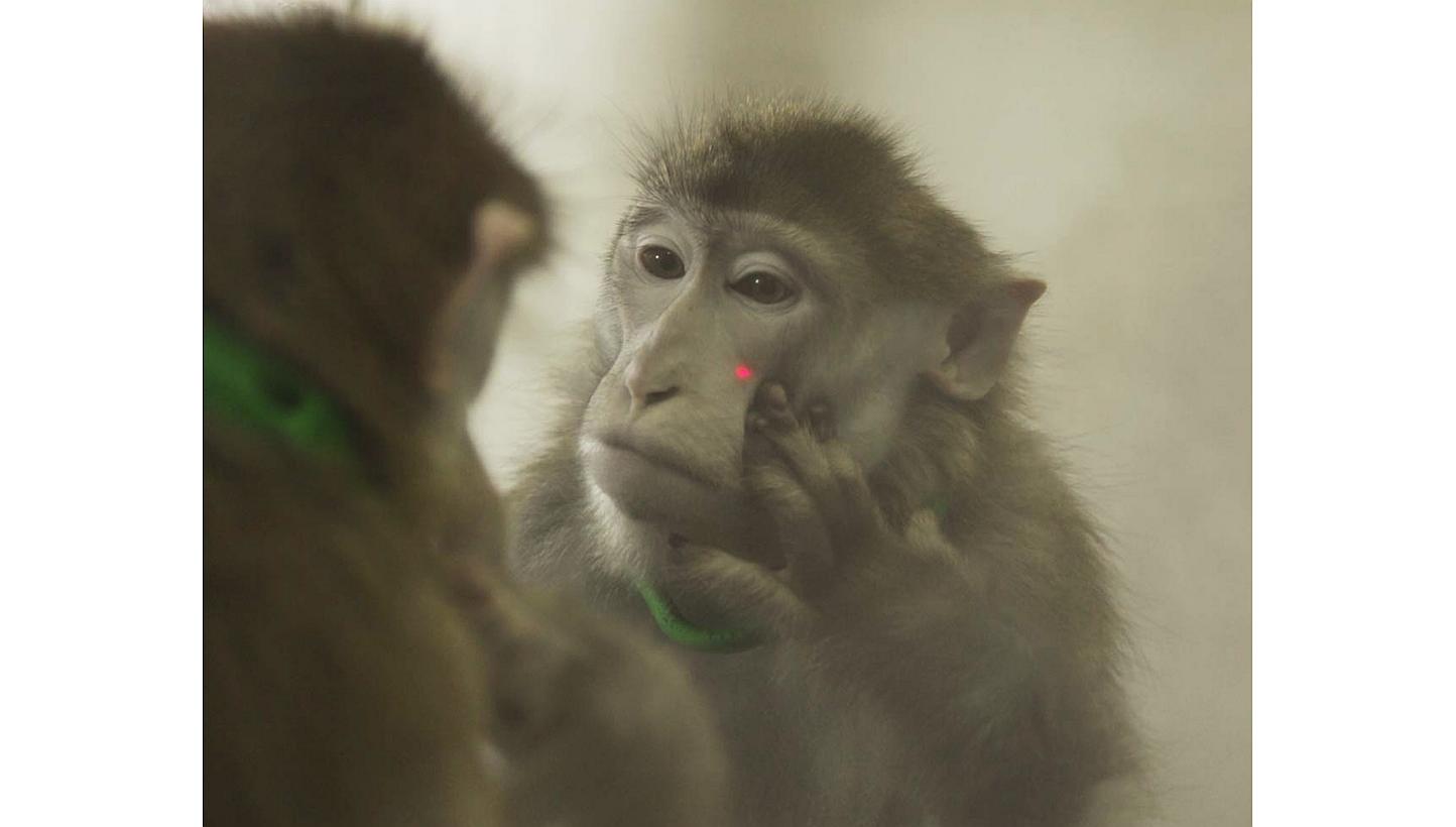 US officials in Louisiana are investigating how a dangerous and often deadly bacteria got out of a high-security laboratory at the Tulane National Primate Research Centre, USA Today reported. -- PHOTO: REUTERS&nbsp;