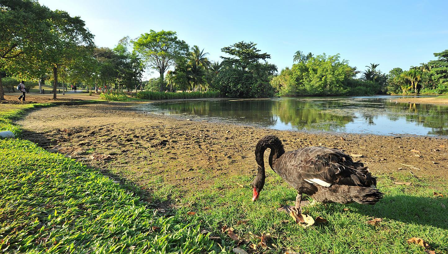 A black swan on the parched edge of the Eco Lake in the Singapore Botanic Gardens. All areas of Singapore experienced below-average rainfall last month, said the National Environment Agency, and the first half of this month is expected to have less r