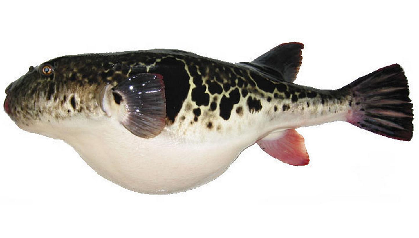 Five Japanese men became sick after eating poisonous puffer fish, an official said on Monday, March 2, 2015, the latest victims of a delicacy seen as sophisticated by fans and crazy by others. -- PHOTO: IMCB
