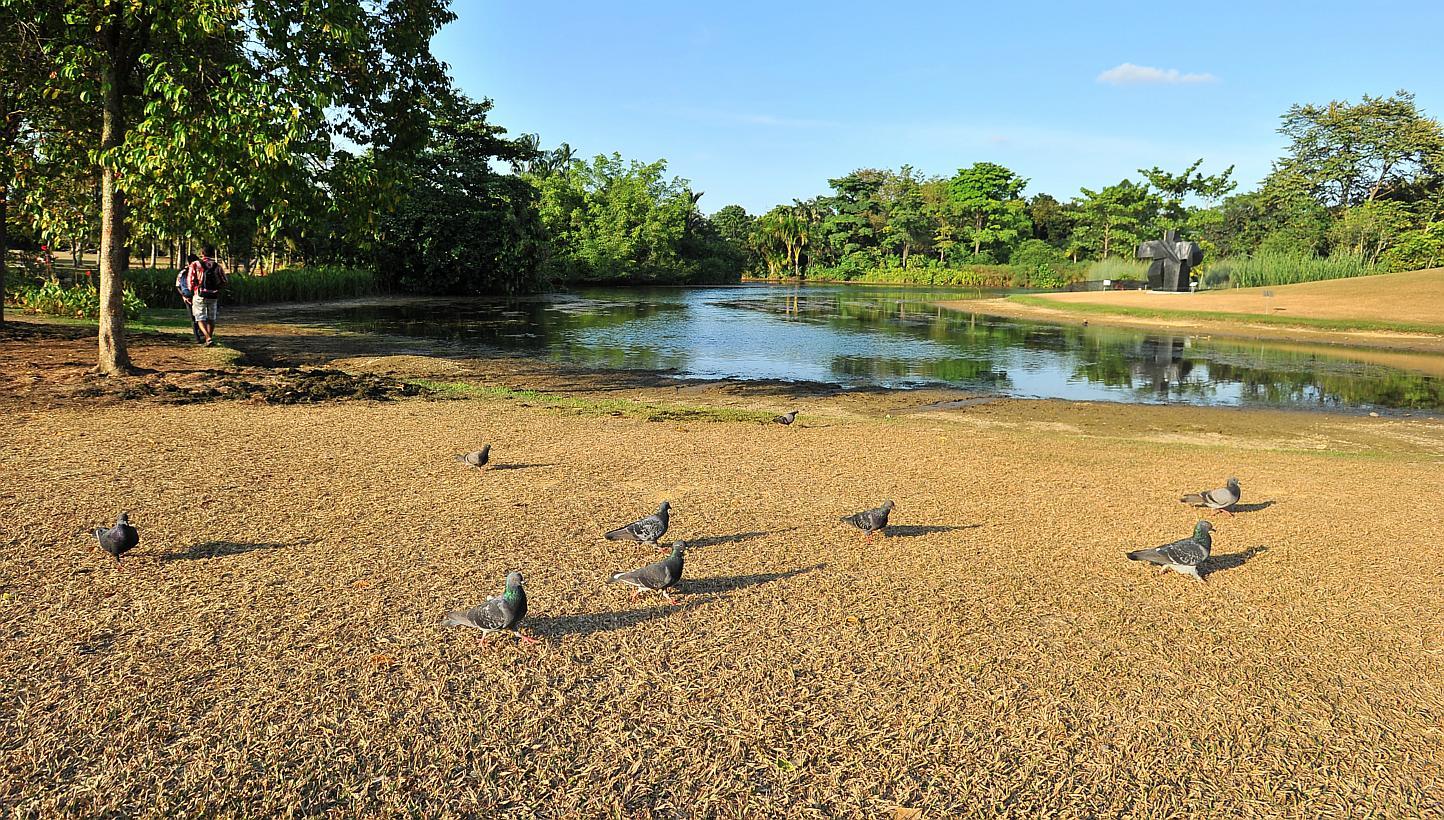 The Eco Lake at Singapore Botanic Gardens on 17 February 2015. Dry weather is causing the grass to turn brown and water level to recede. -- PHOTO: ST FILE&nbsp;