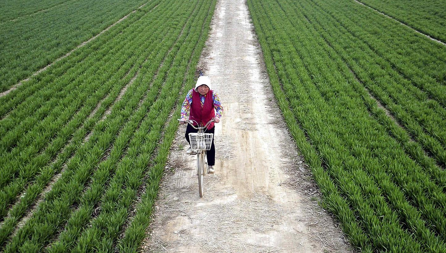 China will carry out a groundbreaking trial programme that may allow farmers to sell land, a senior official said Wednesday, a step towards liberalising rural real estate transactions currently monopolised by the government. -- PHOTO: REUTERS