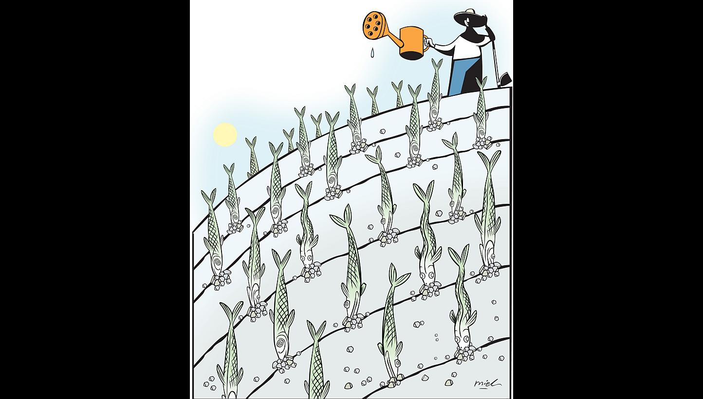 -- ST ILLUSTRATION: MIEL