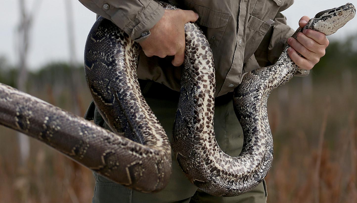 England Python British police hunt thieves who stole 38 pythons | The Straits Times