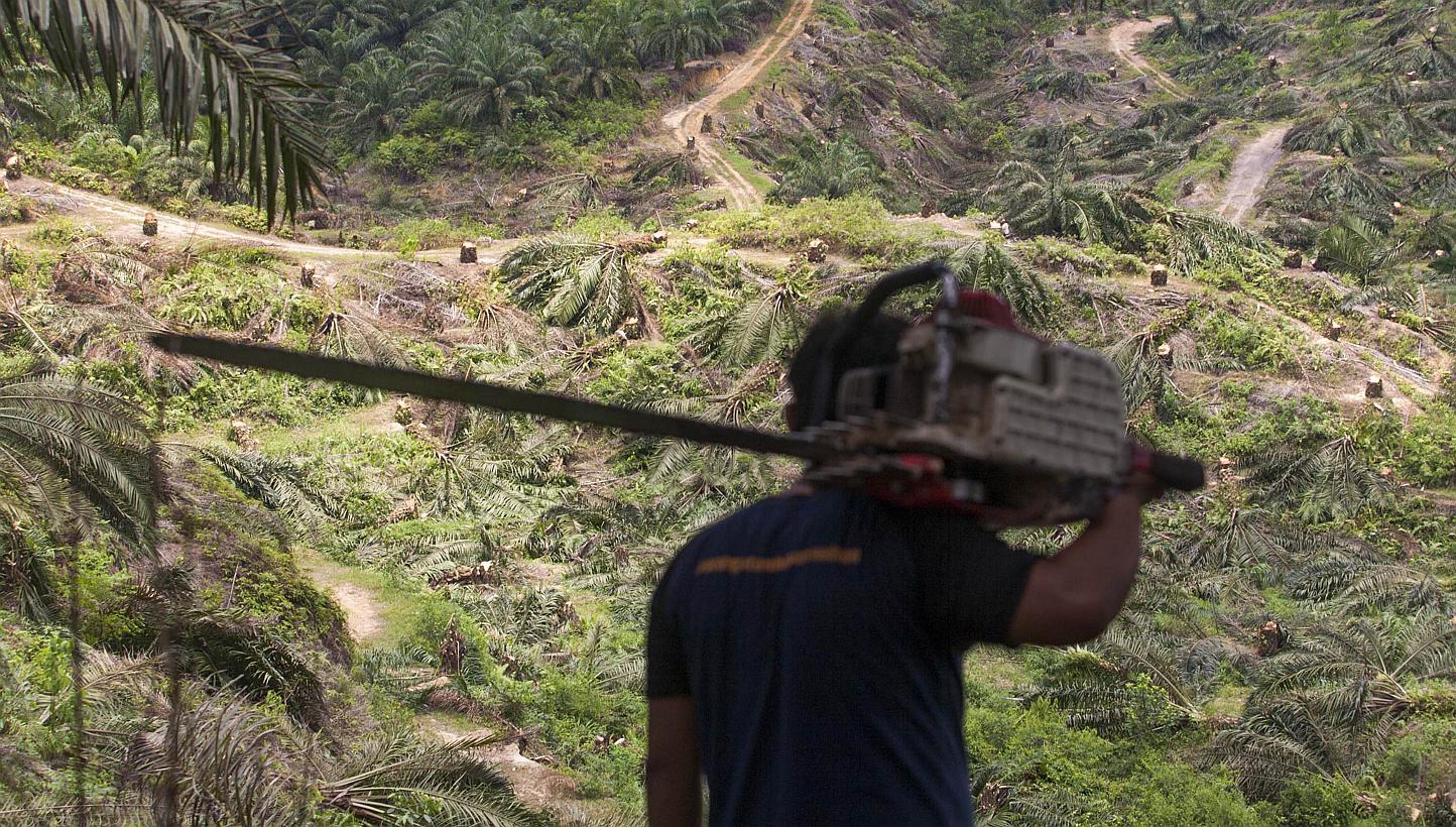 Indonesia is under international pressure to curb deforestation and destruction of carbon-rich peatlands and forests that palm oil and mining companies say they need for expansion. -- PHOTO: AFP