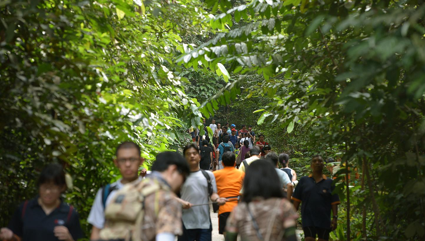 Bukit Timah Nature Reserve will re-open to the public on weekends. It has been undergoing renovation works since September last year. -- ST PHOTO: KUA CHEE SIONG 