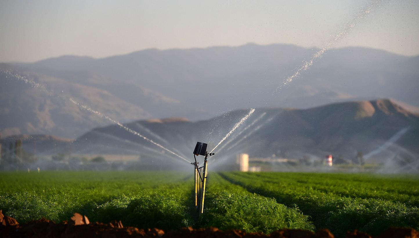 Fields of carrots are watered in Kern County, some 160km north of Los Angeles, California, on March 29, 2015.&nbsp;California announced sweeping state-wide water restrictions for the first time in history on Wednesday in order to combat the region's 