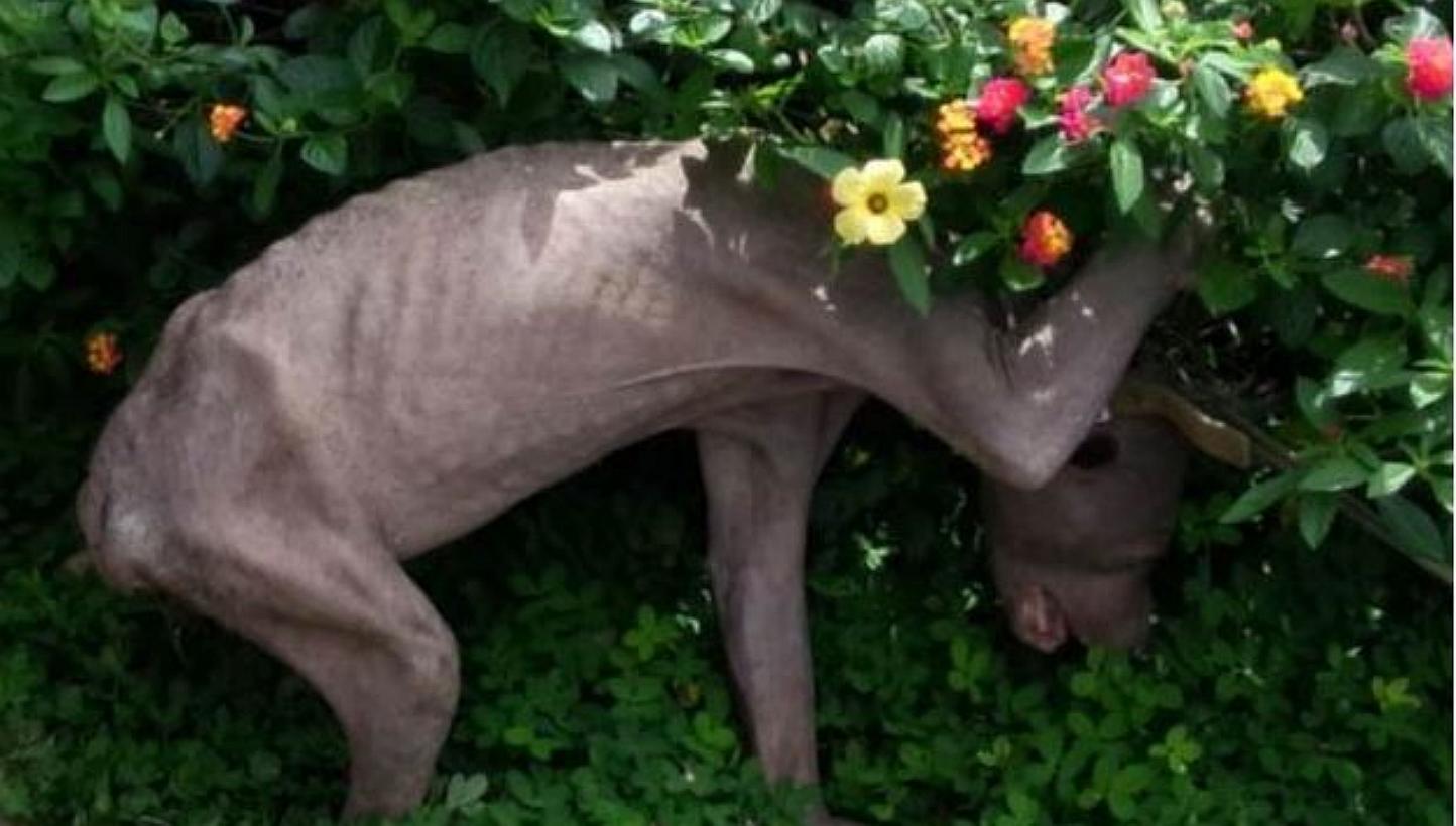 The sick sun bear, which came to the attention of the public when a video clip of its sighting went viral earlier this year, has been found and handed over to the Sarawak Forestry Corporation (SFC). -- PHOTO:&nbsp;THE STAR/ASIA NEWS NETWORK&nbsp;