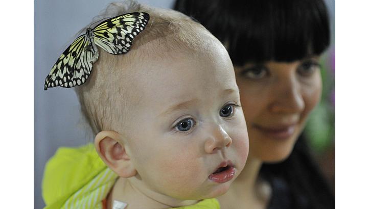 A butterfly lands on the head of a baby during a butterflies exhibition in Bishkek, Kyrgyzstan,&nbsp;on Jan 9, 2015. Researchers on Thursday reported a series of experiments that demonstrated that babies actively sought to learn when they witnessed s