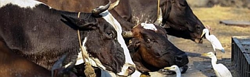 Cattles stands in the local cow shelter on the outskirts of Mumbai, India, on March 13, 2015. The sacredness of cows in India might be a cliche but it is deeply felt, rooted in the history of Hinduism. -- PHOTO: EPA