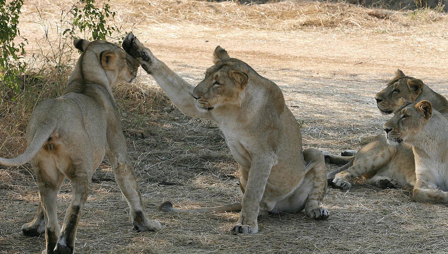 India on Saturday began a five-yearly count of asiatic lions in the western state of Gujarat's Gir sanctuary, the last habitat for the endangered big cats globally, an official said. -- PHOTO: AFP