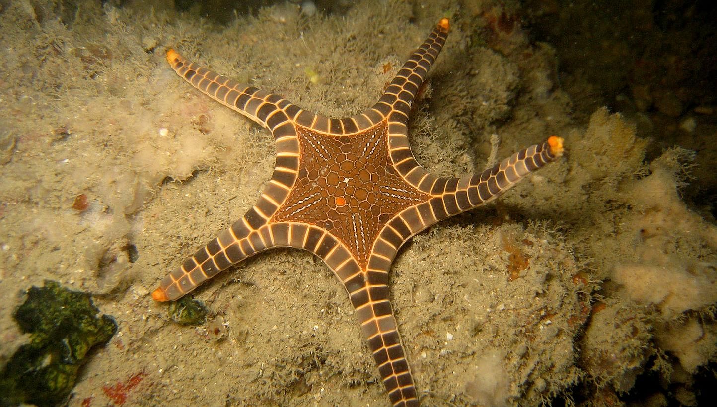 A cushion seastar (top) and an icon seastar found on the coast of Pulau Hantu. South-east Asia is one of the world's marine biodiversity hot spots.