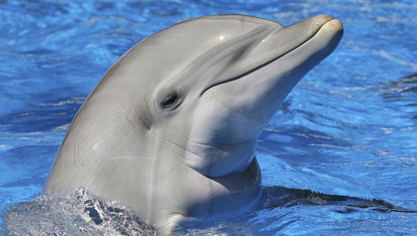 Bungalows being built over the sea off Batam that are part of a Funtasy Island Development project.