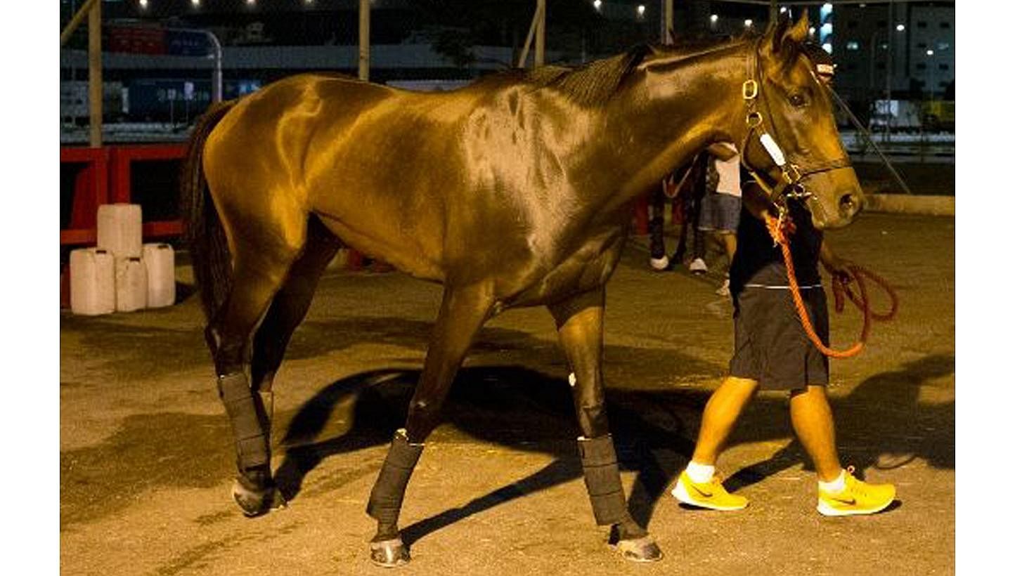 SIA Cup candidate Cooptado is the first to arrive for 2015 SIA Cup at Singapore Turf Club, Kranji on May 2, 2015. -- PHOTO: SINGAPORE TURF CLUB&nbsp;