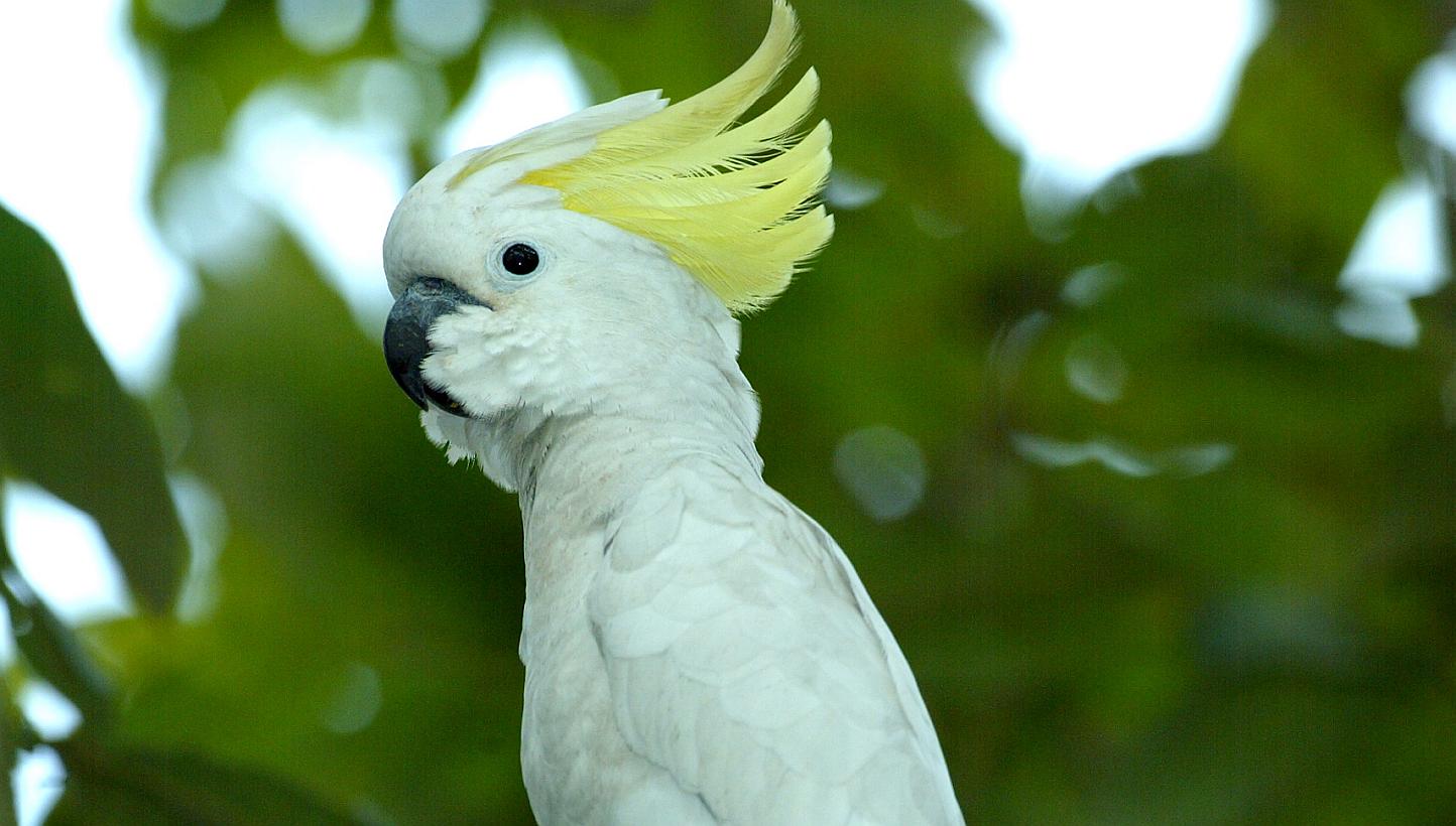 Indonesia's Yellow-crested cockatoo population is at a critical low due to rampant illegal hunting and trade. -- PHOTO: SINGAPORE ENVIRONMENT COUNCIL