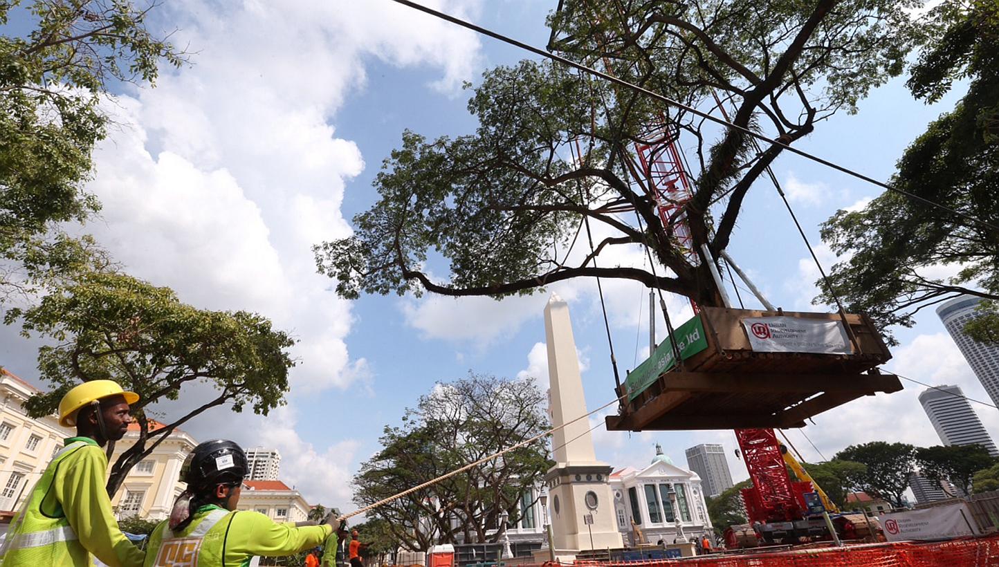 Workers in the final stages of transplanting one of the eight mature rain trees, each about 40 years old, into the new lawn in front of the Victoria Theatre and Concert Hall. -- ST PHOTO: NEO XIAOBIN