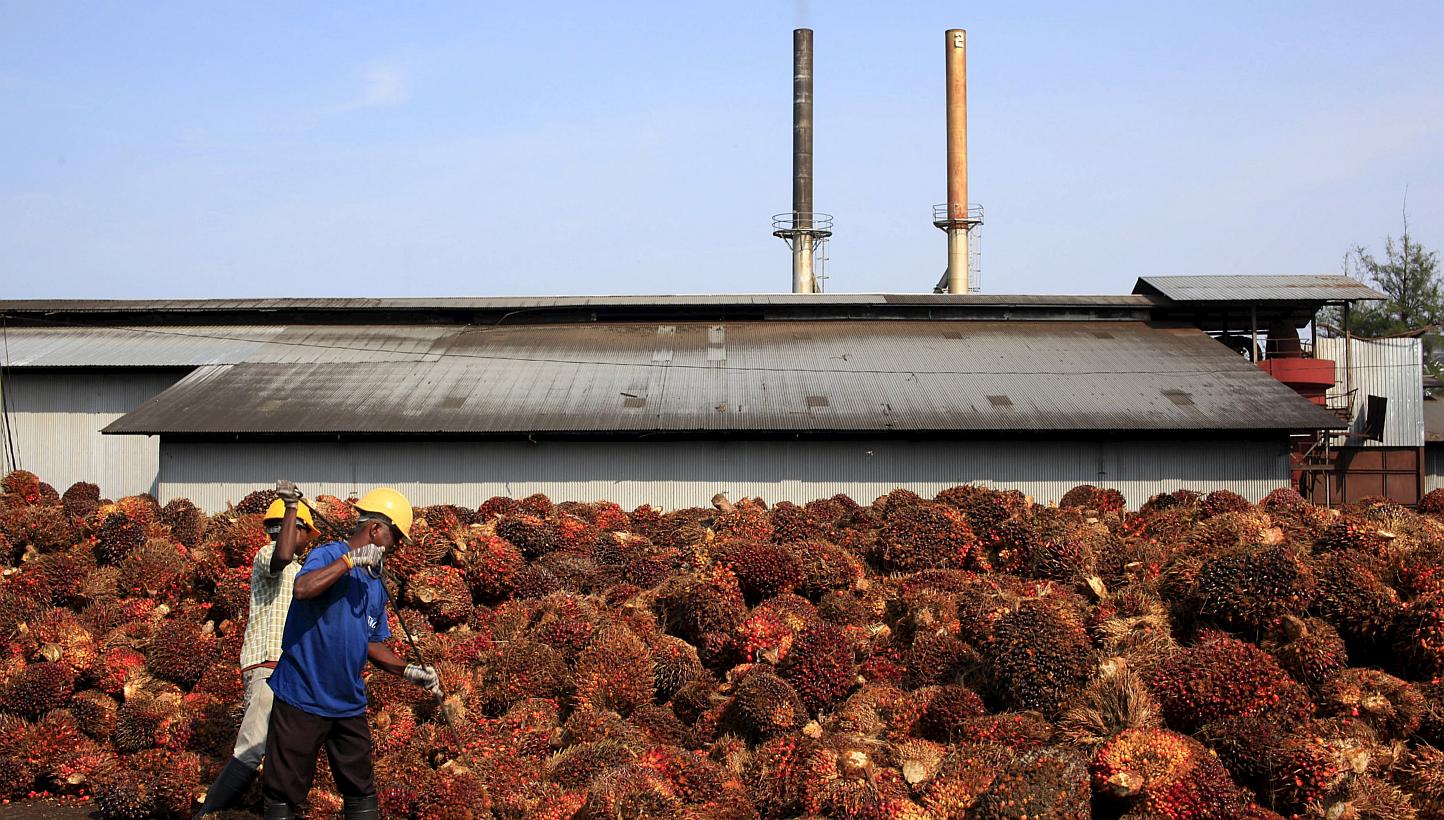 Workers collect palm oil fruits inside a palm oil factory in Sepang, outside Kuala Lumpur, in this February 18, 2014 file photo. -- PHOTO: REUTERS
