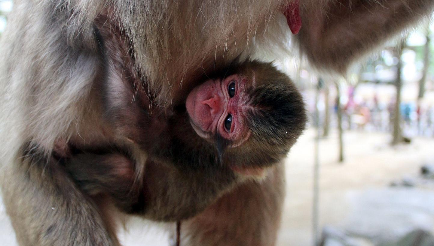 Mount Takasaki Wild Monkey Park in Oita was flooded with complaints after announcing Wednesday that the public had voted for a newborn macaque to be called Charlotte, just days after Britain's royal family named its newest member. -- PHOTO: AFP