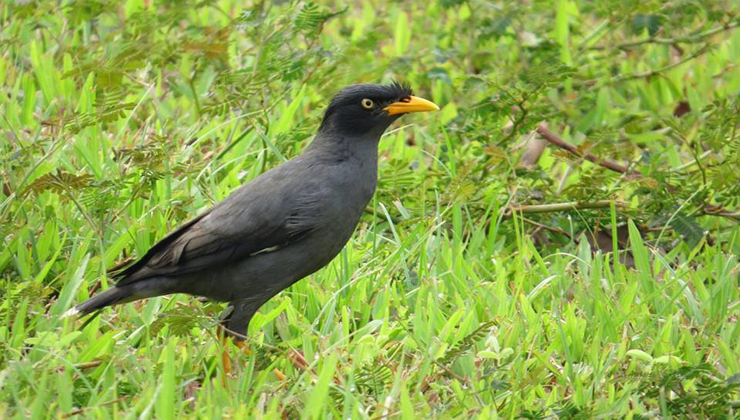 What does it mean to our native ecosystems that the Javan mynah (above) has displaced the common mynah? The answer may simply be fewer common mynahs. Or perhaps there are more serious effects which may be direct or indirect - and apparent only in the