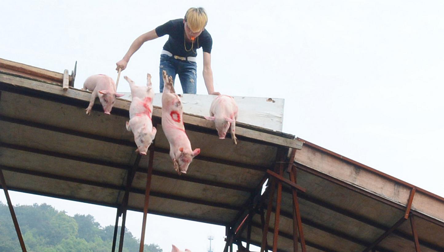 Pigs being made to leap from a diving platform during a swimming competition in Changsha, Hunan province, last week. -- PHOTO: CHINA FOTO PRESS